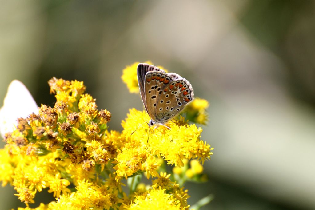 Polyommatus icarus? S